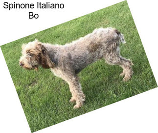 Spinone Italiano Bo