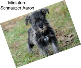 Miniature Schnauzer Aaron