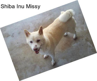 Shiba Inu Missy