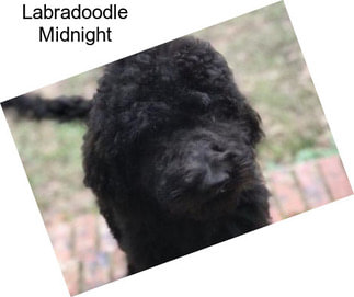 Labradoodle Midnight