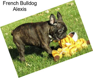 French Bulldog Alexis
