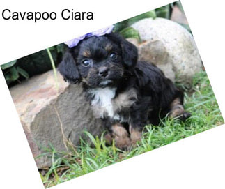 Cavapoo Ciara