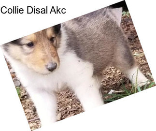 Collie Disal Akc