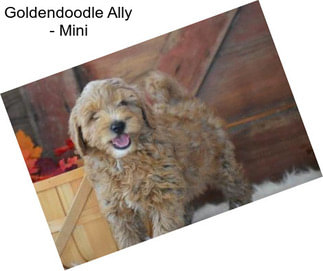 Goldendoodle Ally - Mini