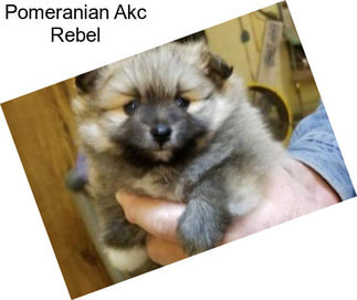 Pomeranian Akc Rebel