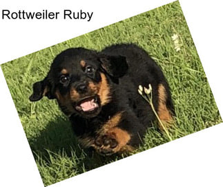 Rottweiler Ruby