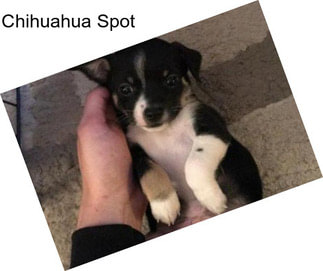 Chihuahua Spot