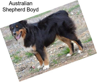 Australian Shepherd Boyd