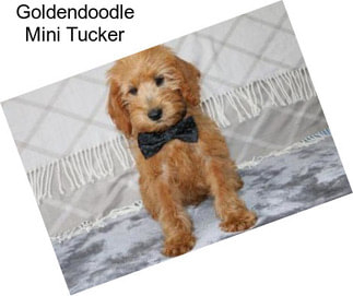 Goldendoodle Mini Tucker