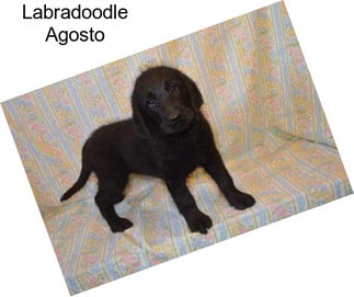 Labradoodle Agosto