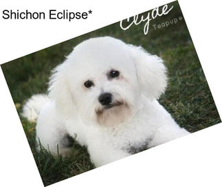 Shichon Eclipse*