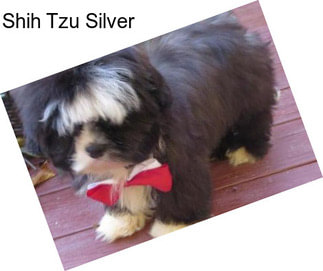 Shih Tzu Silver