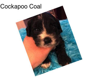 Cockapoo Coal