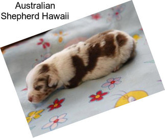 Australian Shepherd Hawaii