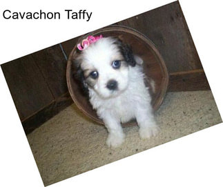 Cavachon Taffy