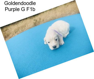 Goldendoodle Purple G F1b