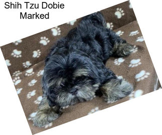 Shih Tzu Dobie Marked