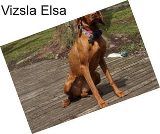 Vizsla Elsa