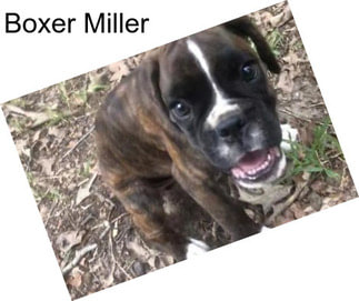 Boxer Miller