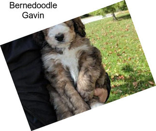 Bernedoodle Gavin