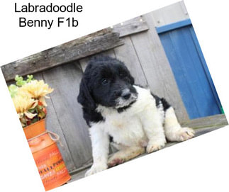 Labradoodle Benny F1b