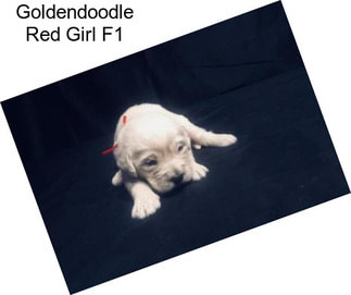 Goldendoodle Red Girl F1