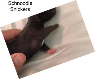 Schnoodle Snickers