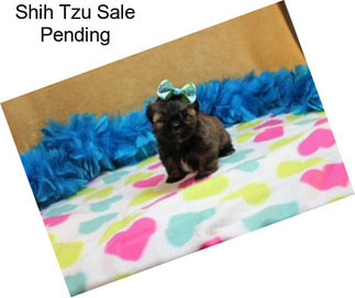 Shih Tzu Sale Pending