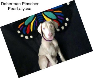 Doberman Pinscher Pearl-alyssa