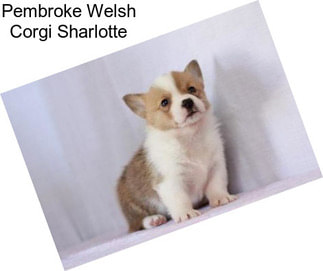 Pembroke Welsh Corgi Sharlotte