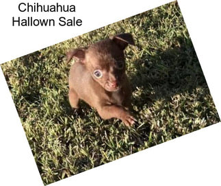 Chihuahua Hallown Sale