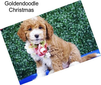 Goldendoodle Christmas