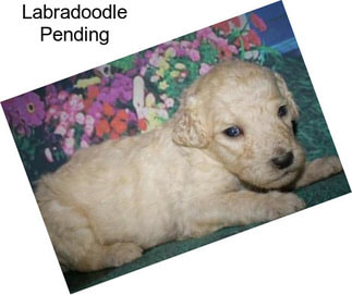 Labradoodle Pending