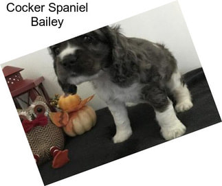 Cocker Spaniel Bailey
