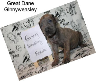 Great Dane Ginnyweasley