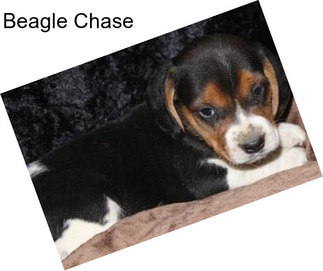 Beagle Chase