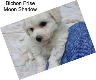 Bichon Frise Moon Shadow