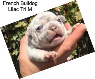 French Bulldog Lilac Tri M