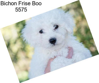 Bichon Frise Boo 5575