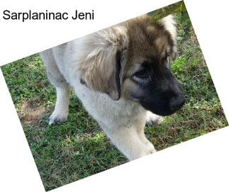 Sarplaninac Jeni