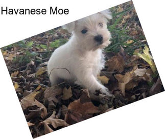 Havanese Moe