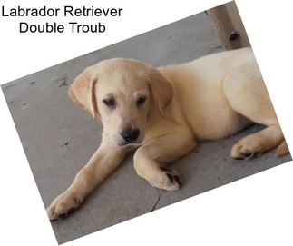 Labrador Retriever Double Troub