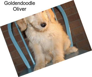 Goldendoodle Oliver