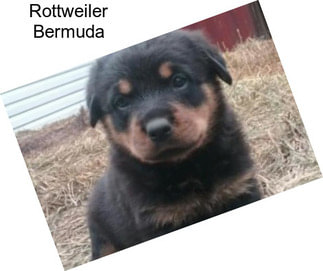 Rottweiler Bermuda