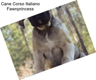 Cane Corso Italiano Fawnprincess