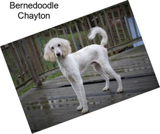 Bernedoodle Chayton