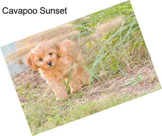 Cavapoo Sunset