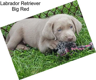 Labrador Retriever Big Red