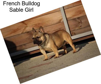 French Bulldog Sable Girl