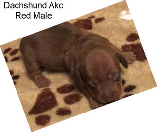 Dachshund Akc Red Male